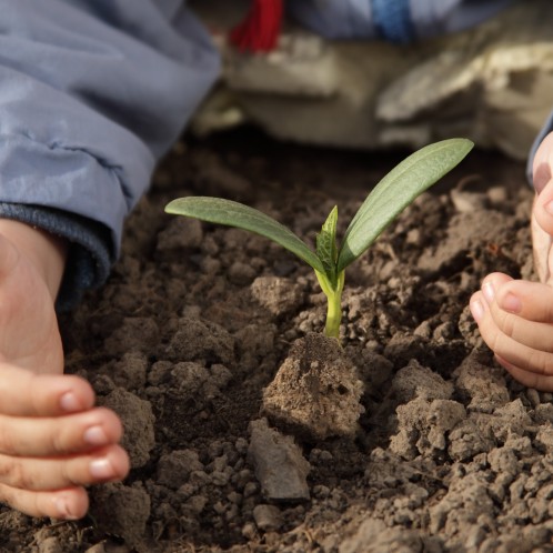 Child hands, tending a new plant